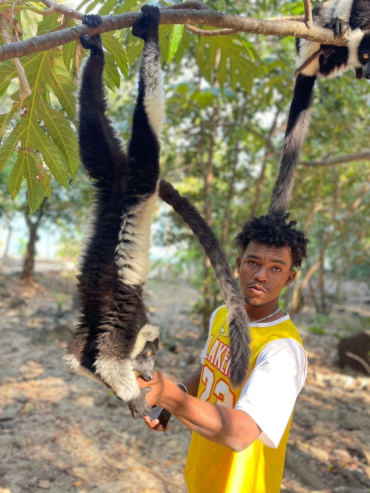 Lémurien de Nosy Komba